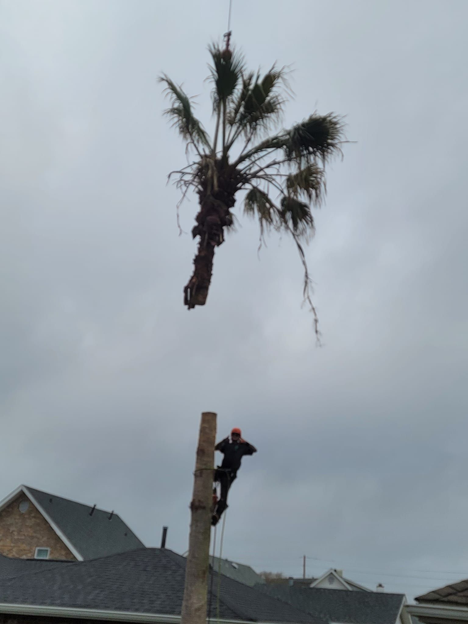 A worker secured to a tall tree trunk watches as a crane lifts the severed palm tree canopy into the overcast sky.