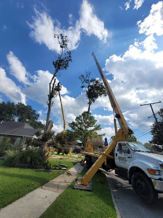 A yellow boom truck parked on a street with its extended arm assisting workers in trimming tall trees near a house.