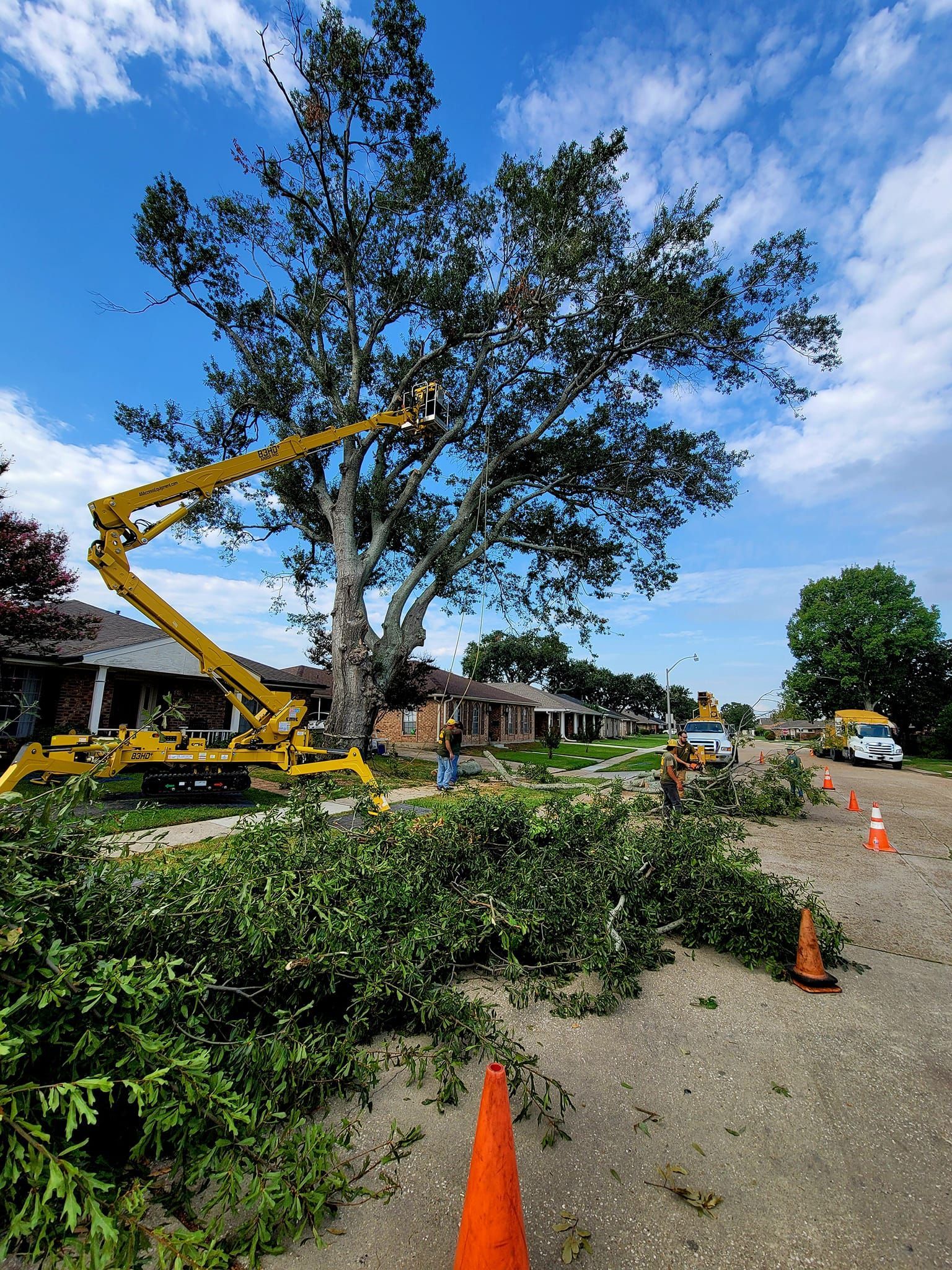 A yellow boom lift stands next to a large tree being trimmed, with cut branches on the ground and orange safety cones.