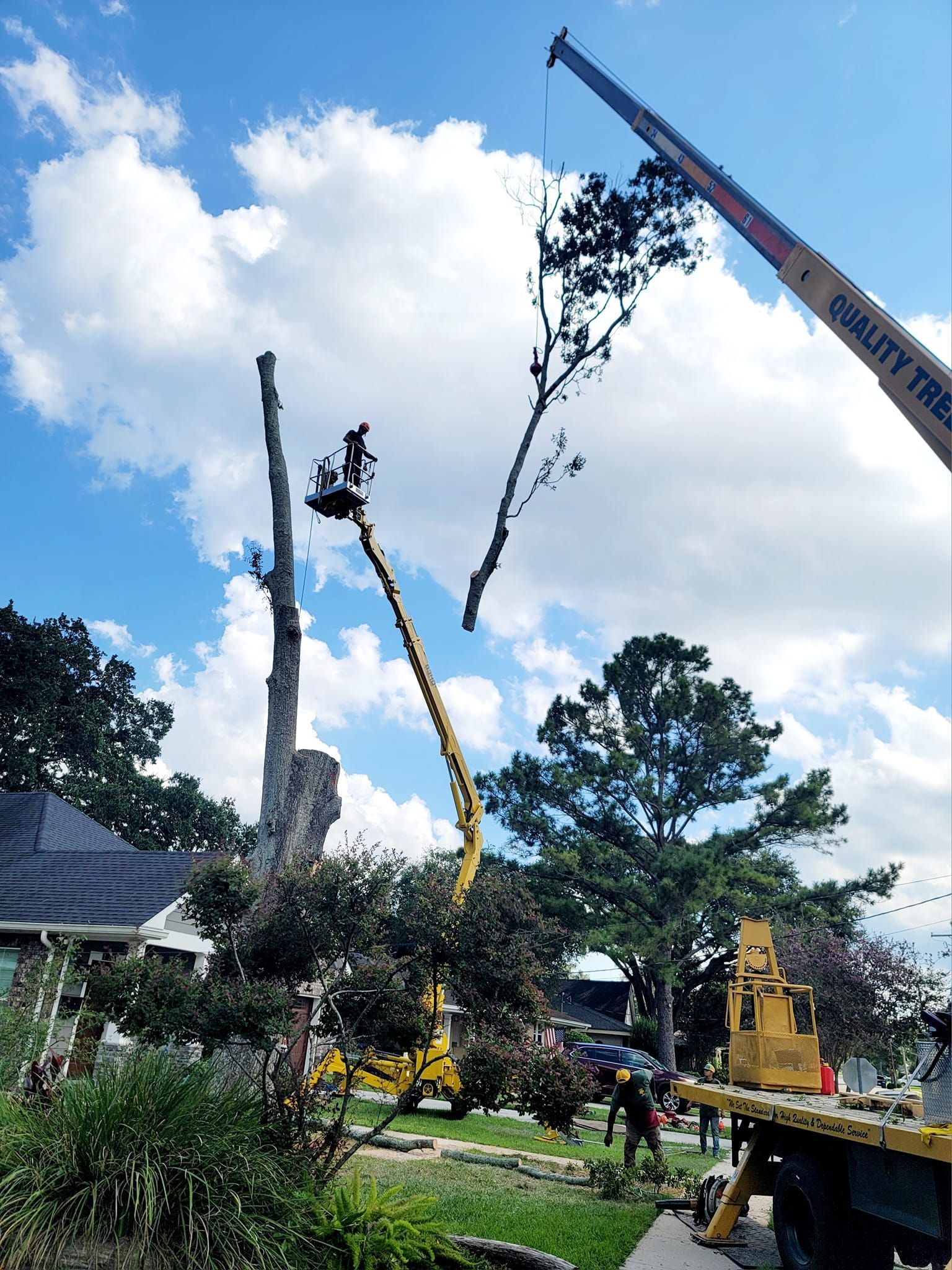 A crane lifts a large tree branch away from a tall tree trunk, with a worker in a bucket lift nearby on a sunny day.
