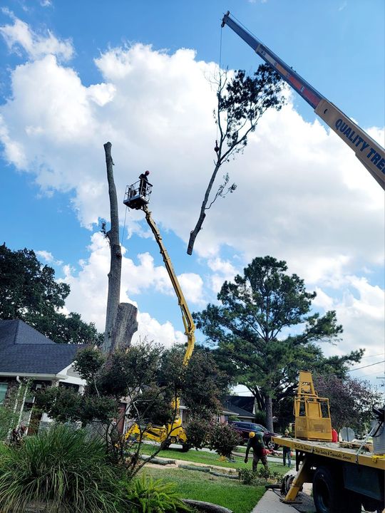 A crane lifts a large tree branch away from a tall trunk, while an arborist in a bucket lift prunes the remaining wood.