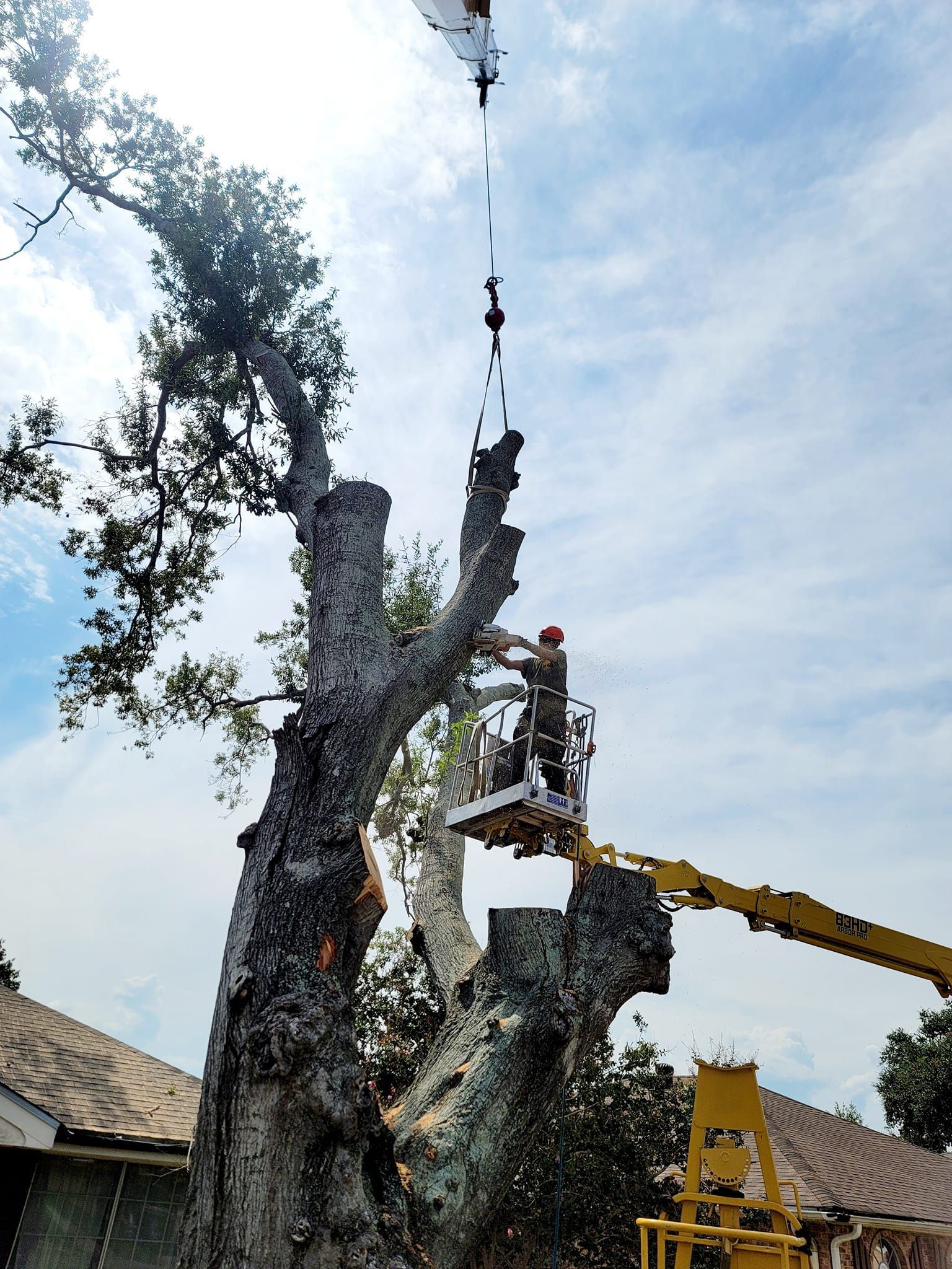 A person in a boom lift bucket uses a chainsaw to prune a large, mature tree next to a house under a cloudy sky.
