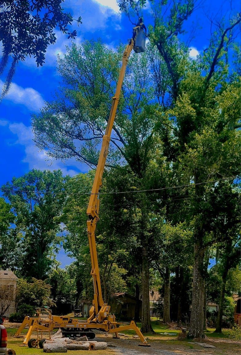 A yellow bucket truck extended high into the canopy of large green trees against a bright blue sky.