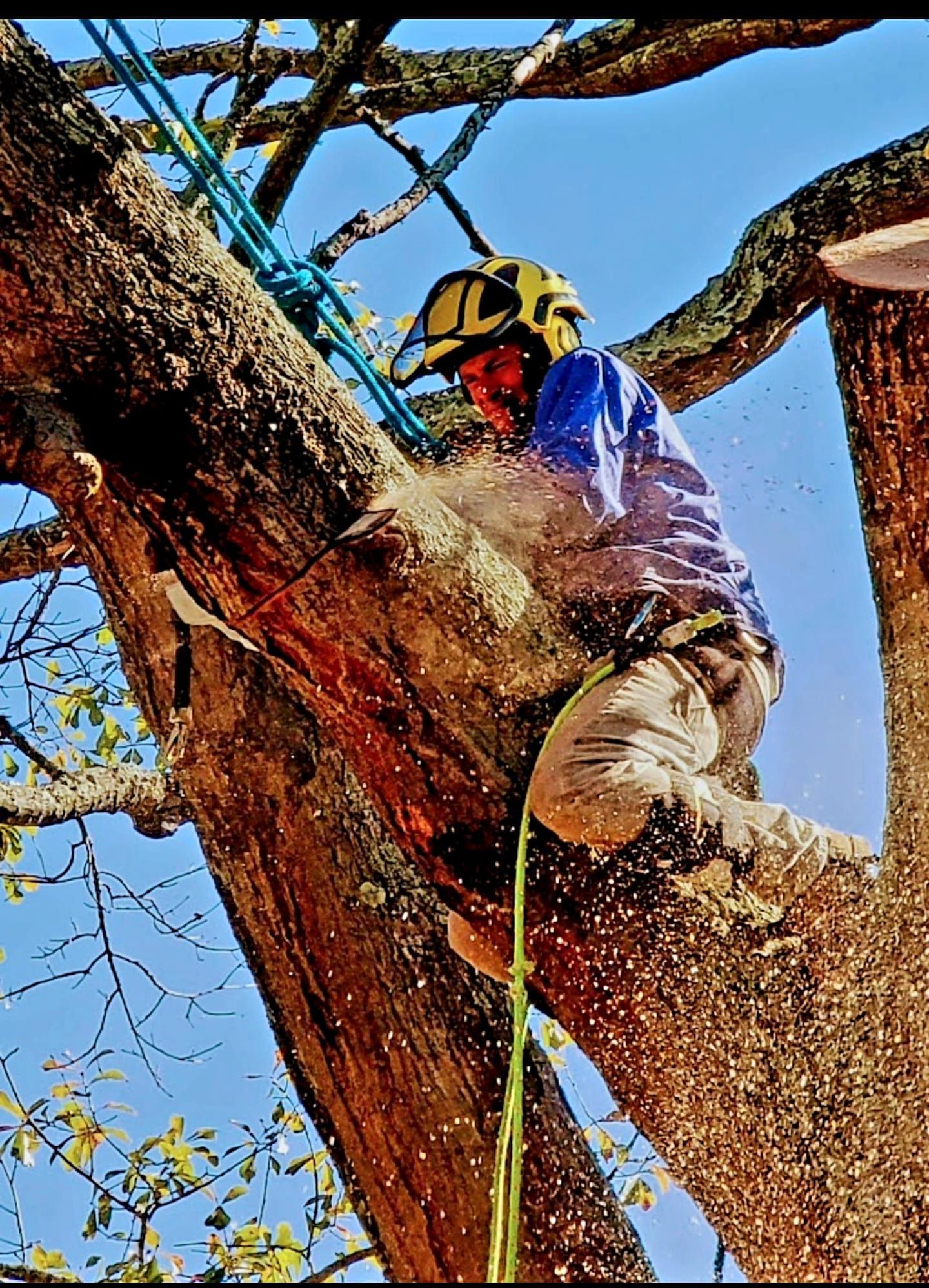 An arborist in a safety helmet and harness uses a chainsaw to cut a large tree branch high above the ground.