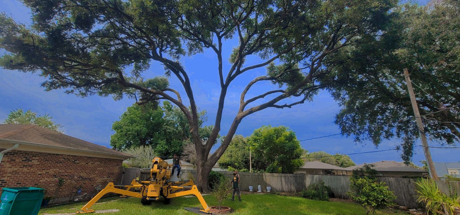 A yellow bucket lift stands in a backyard beneath a large tree, where a person is trimming the branches.