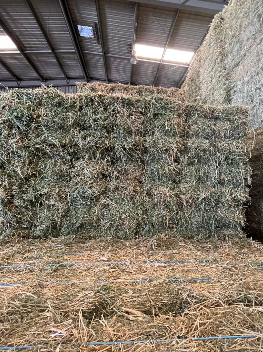 Lucerne Hay For Sale