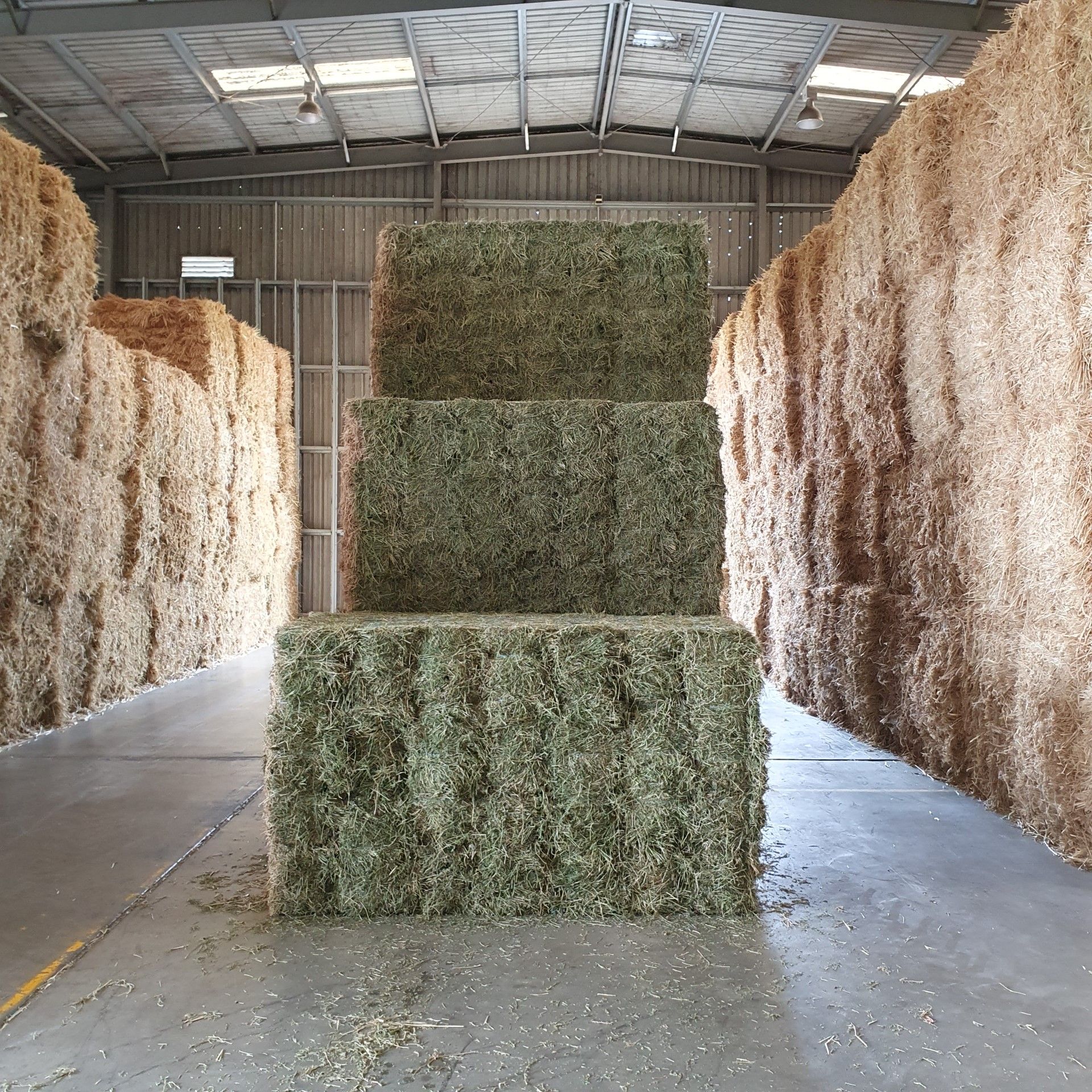 Lucerne Hay For Sale