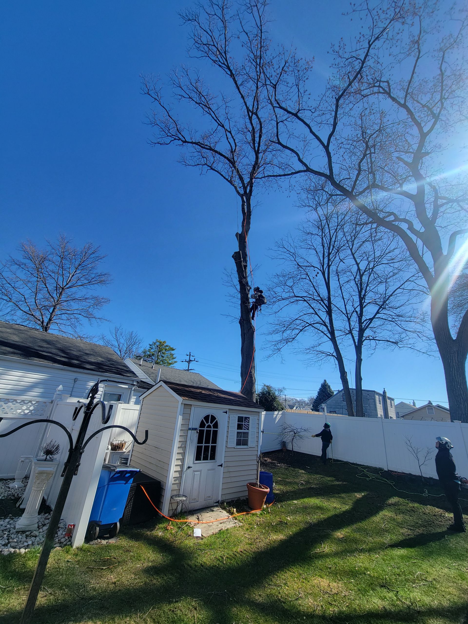 Tree Trimming Jackson, New Jersey Tree Ya Later