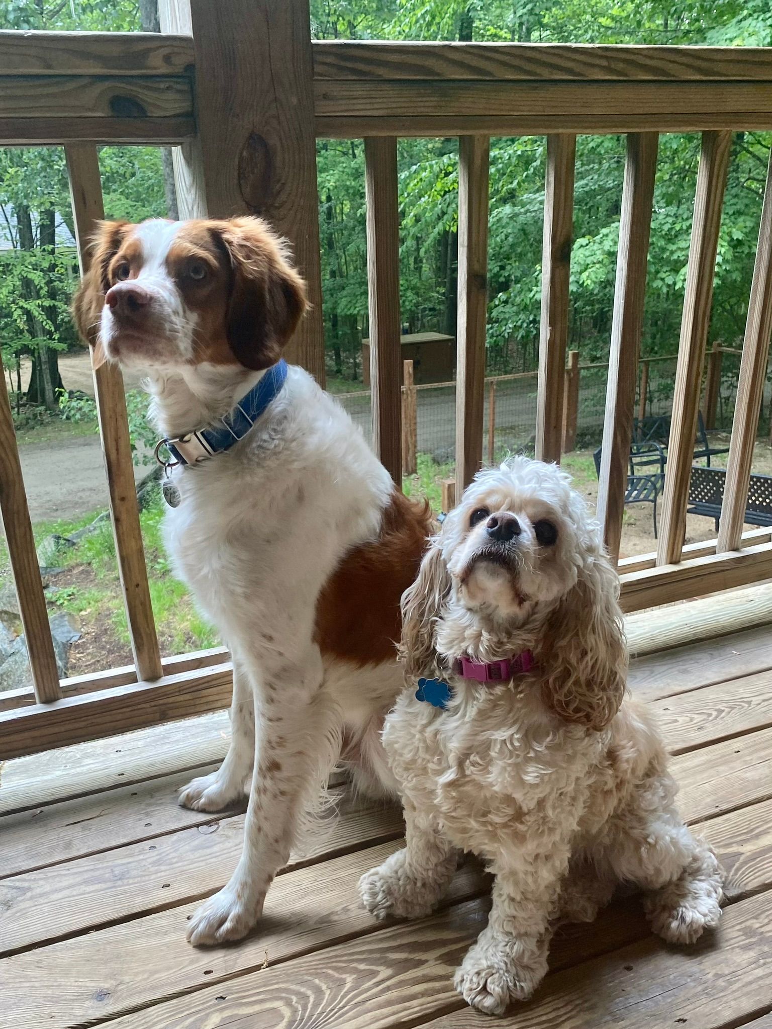 Ruffhouse Rentals, Dog Friendly Vacation Rentals in NH