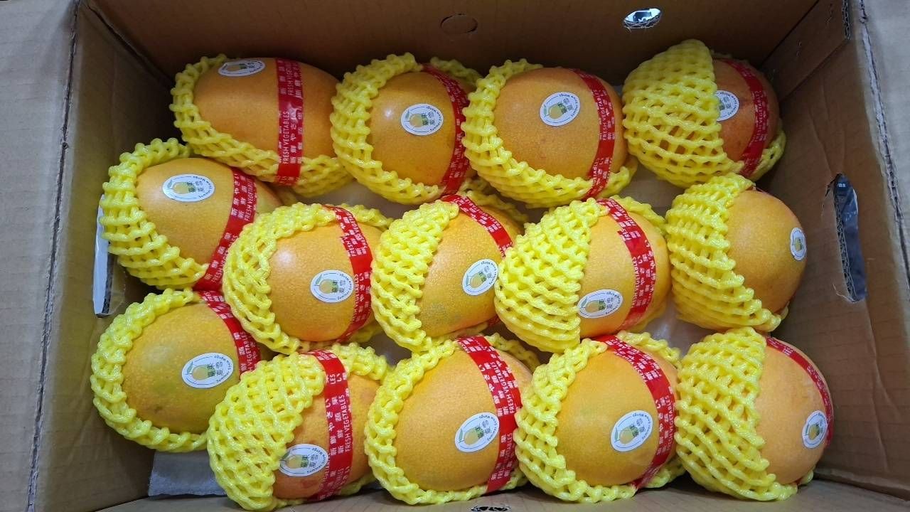 頂級台東夏雪芒果一箱/12-14顆/原封箱