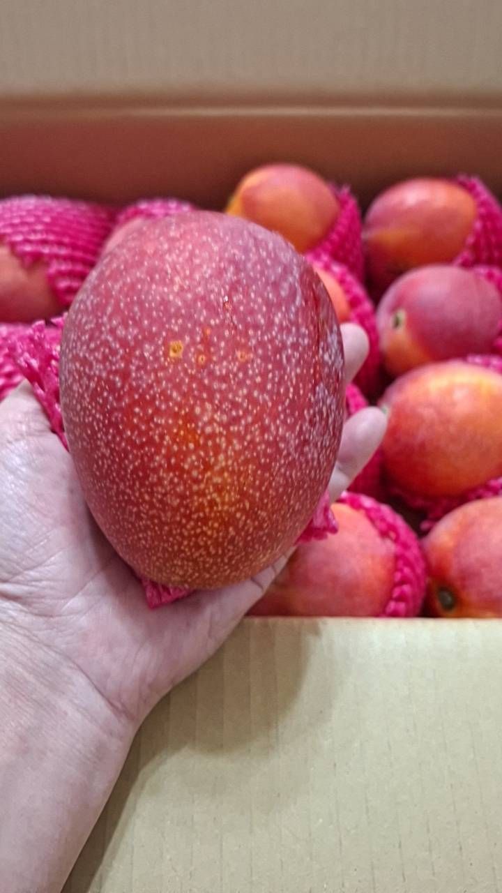 愛文芒果18粒/原封箱/一箱