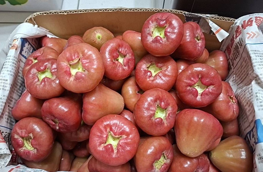 屏東黑珍珠蓮霧7斤/禮盒裝/一盒