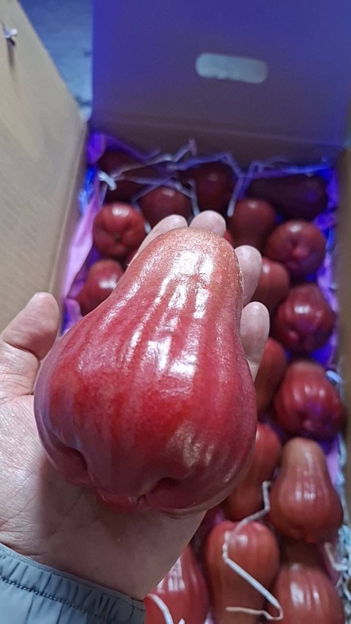 嘉義黑糖巴比蓮霧/一箱12斤左右/原封箱