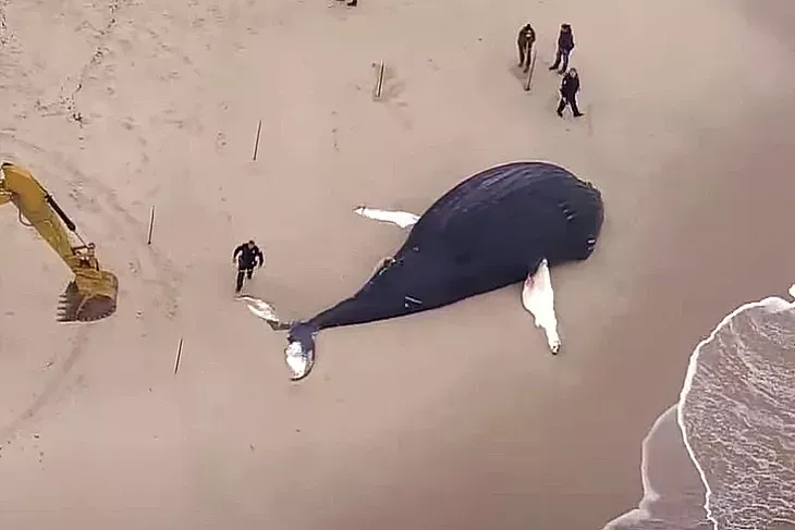 Dead Whale