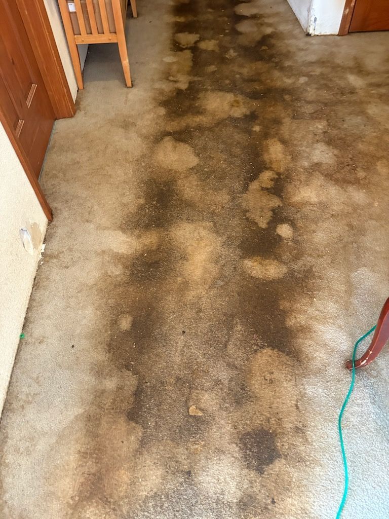 Carpet cleaning nozzle suctioning dirt from a beige carpet in a room