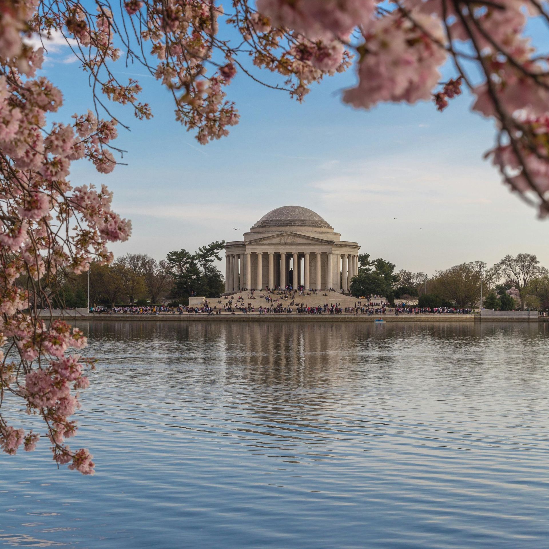 Thomas Jefferson Memorial framed by blooming cherry blossoms, reflecting in the Tidal Basin.