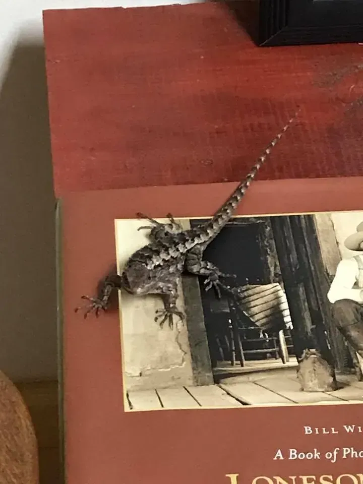 A lizard is sitting on top of a book titled lonesome