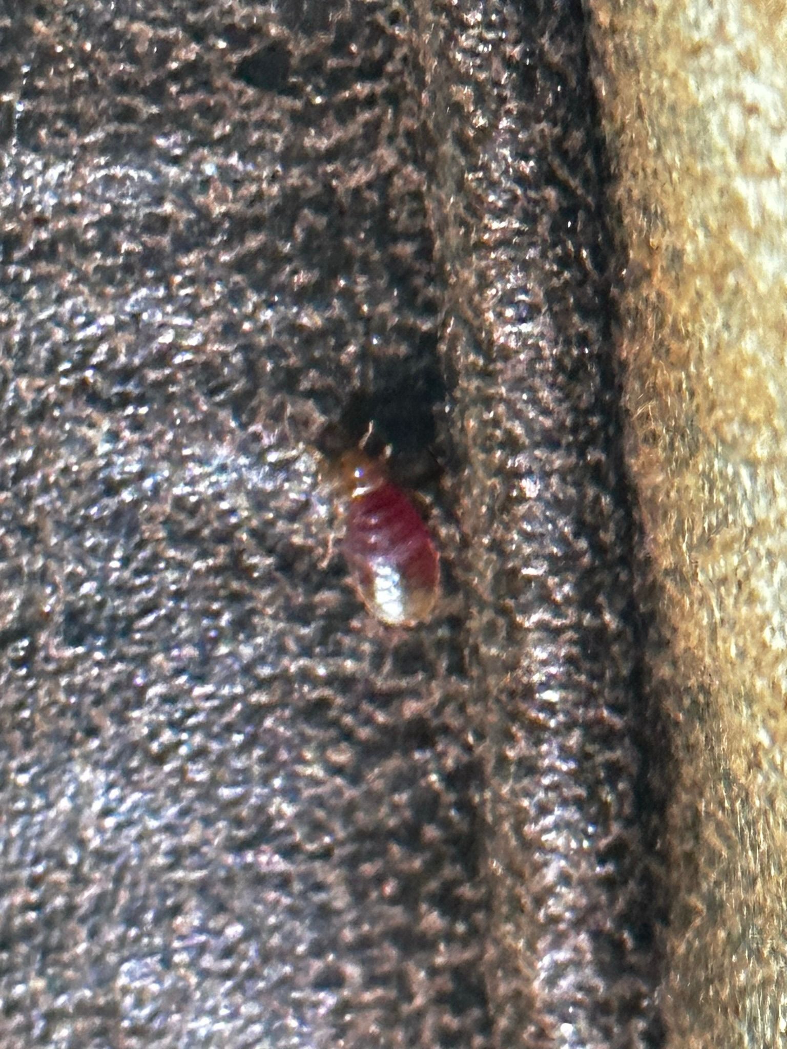 A close up of a bug on a piece of leather.