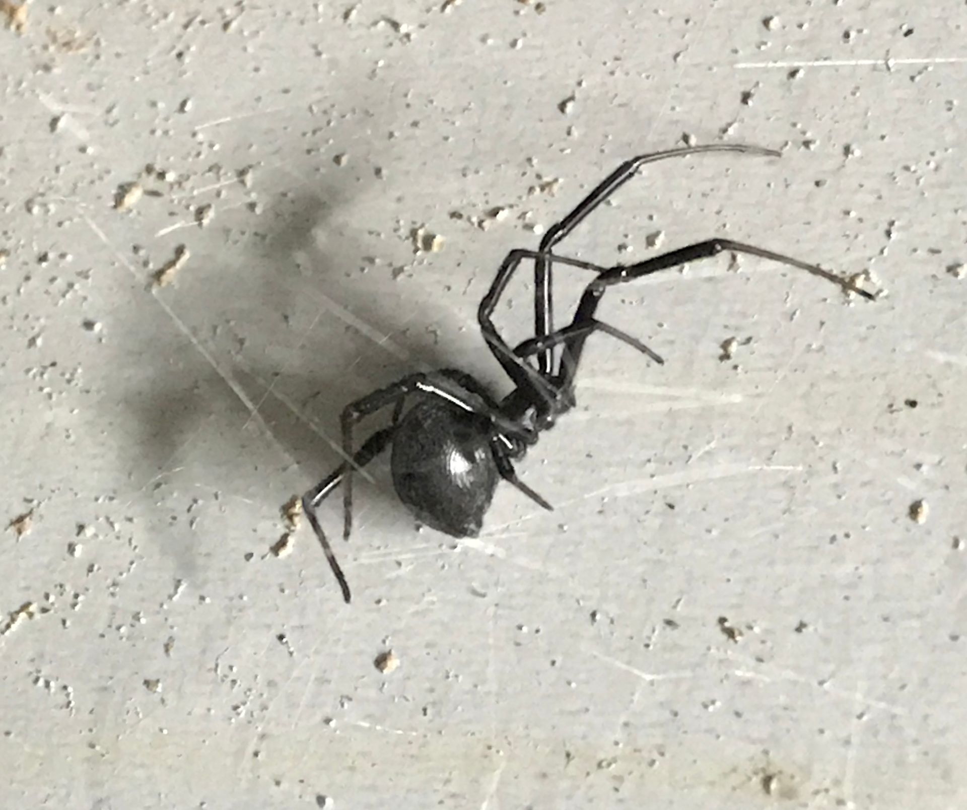 A black spider is crawling on a white surface.