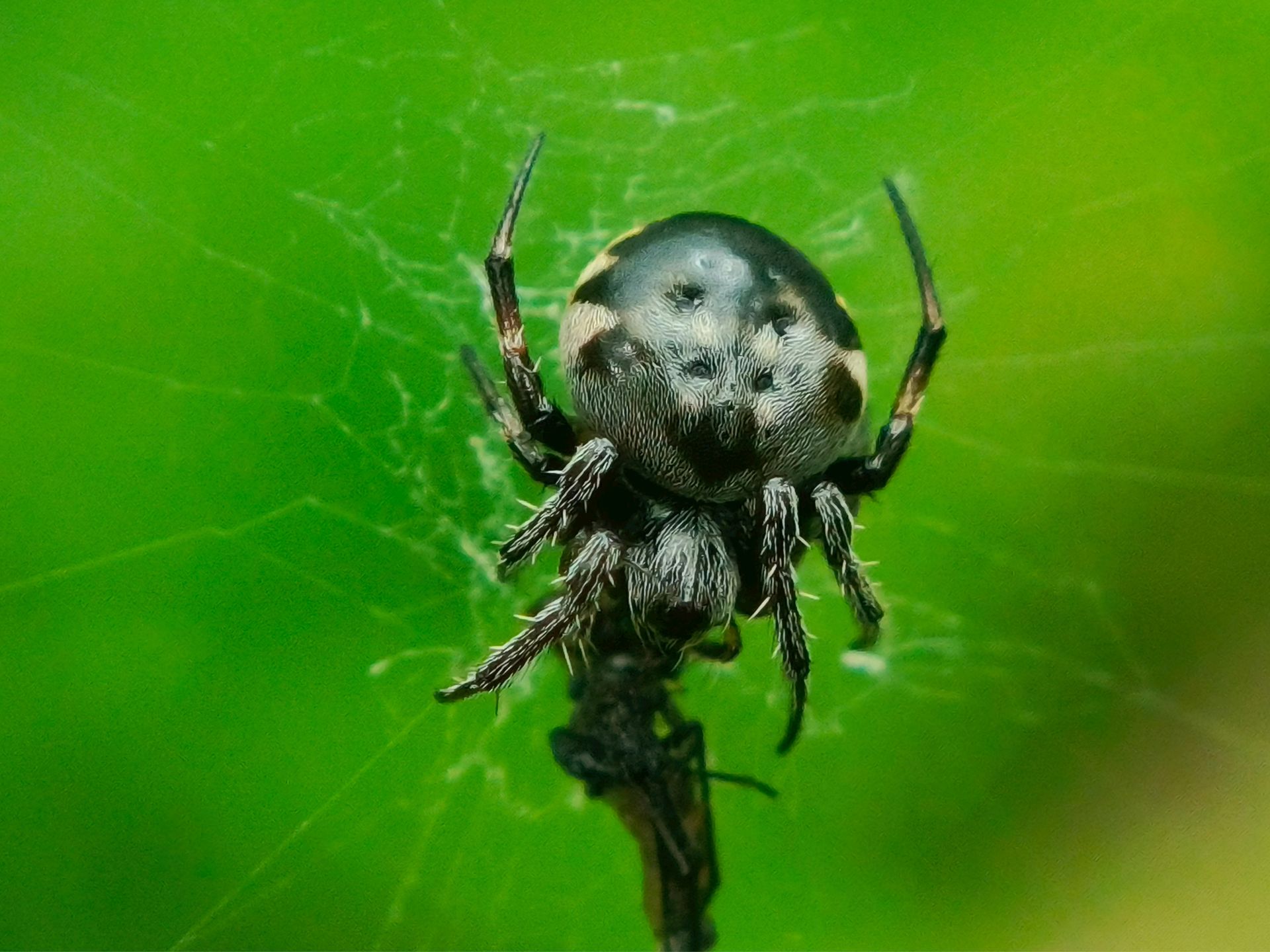 A black and white spider is sitting on a green leaf.