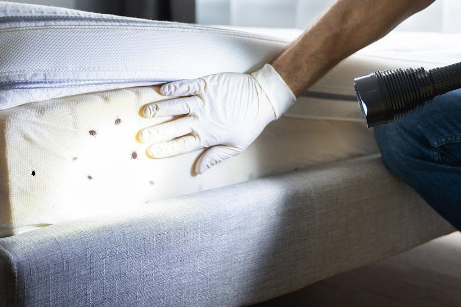 A person is cleaning a mattress with a vacuum cleaner.