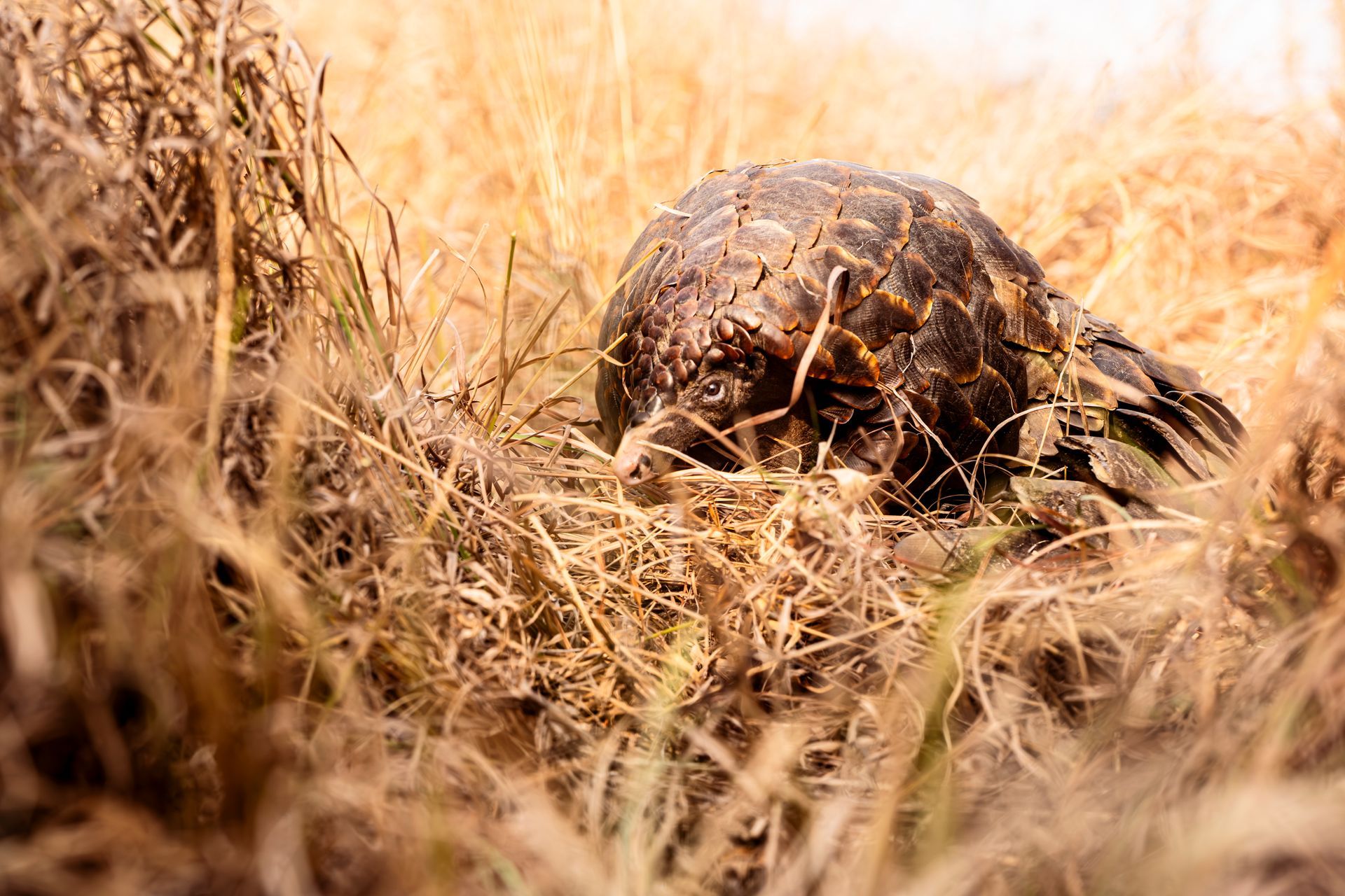 A pangolin curls into a ball, partially hidden among dry, golden-brown grasses.