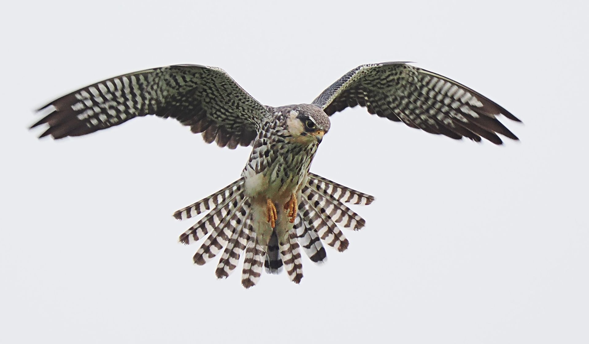 A falcon in flight with wings spread and tail feathers fanned out, captured against a plain, light-gray sky.