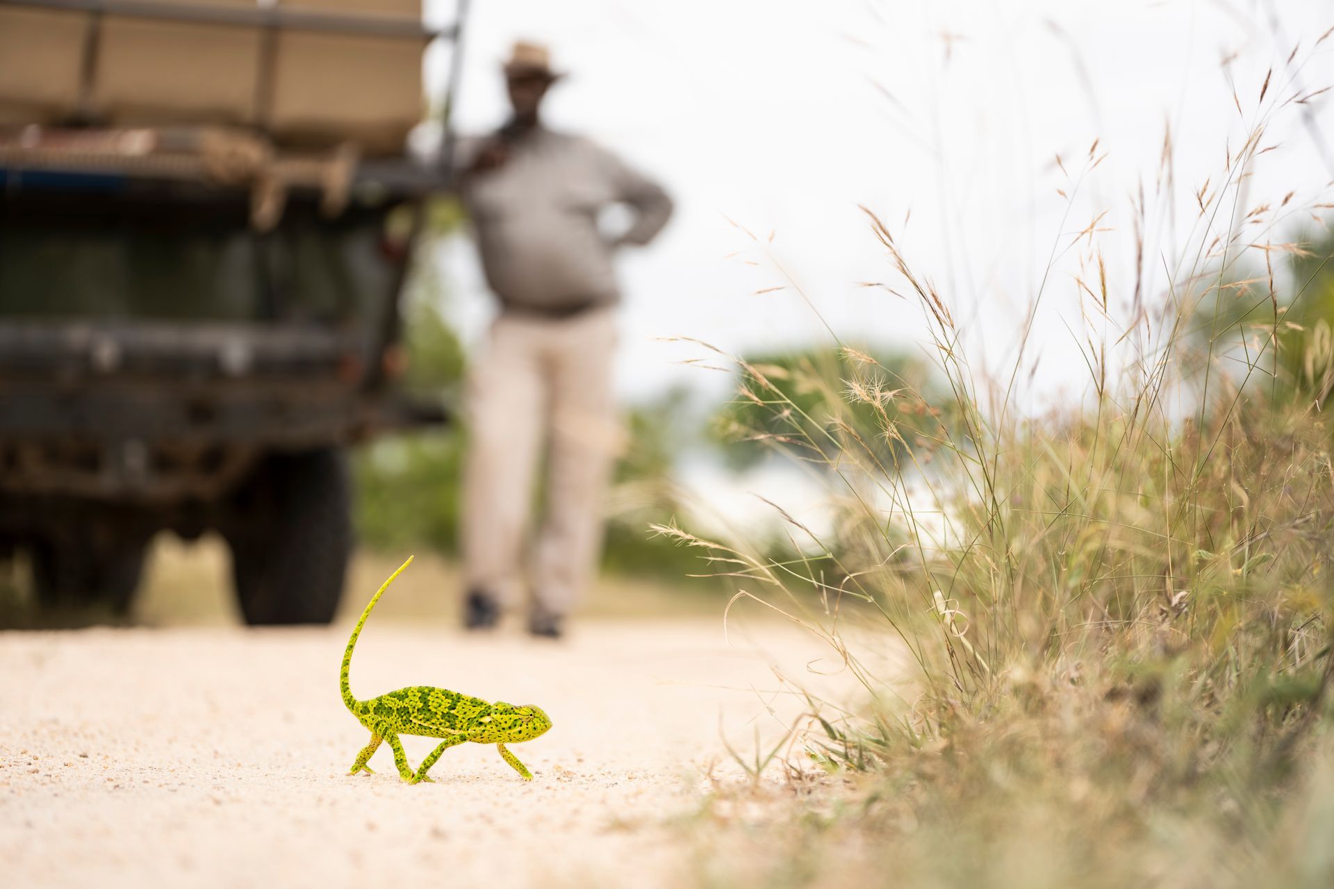 A bright green chameleon walks across a dirt road, with a blurry figure and safari vehicle in the background.