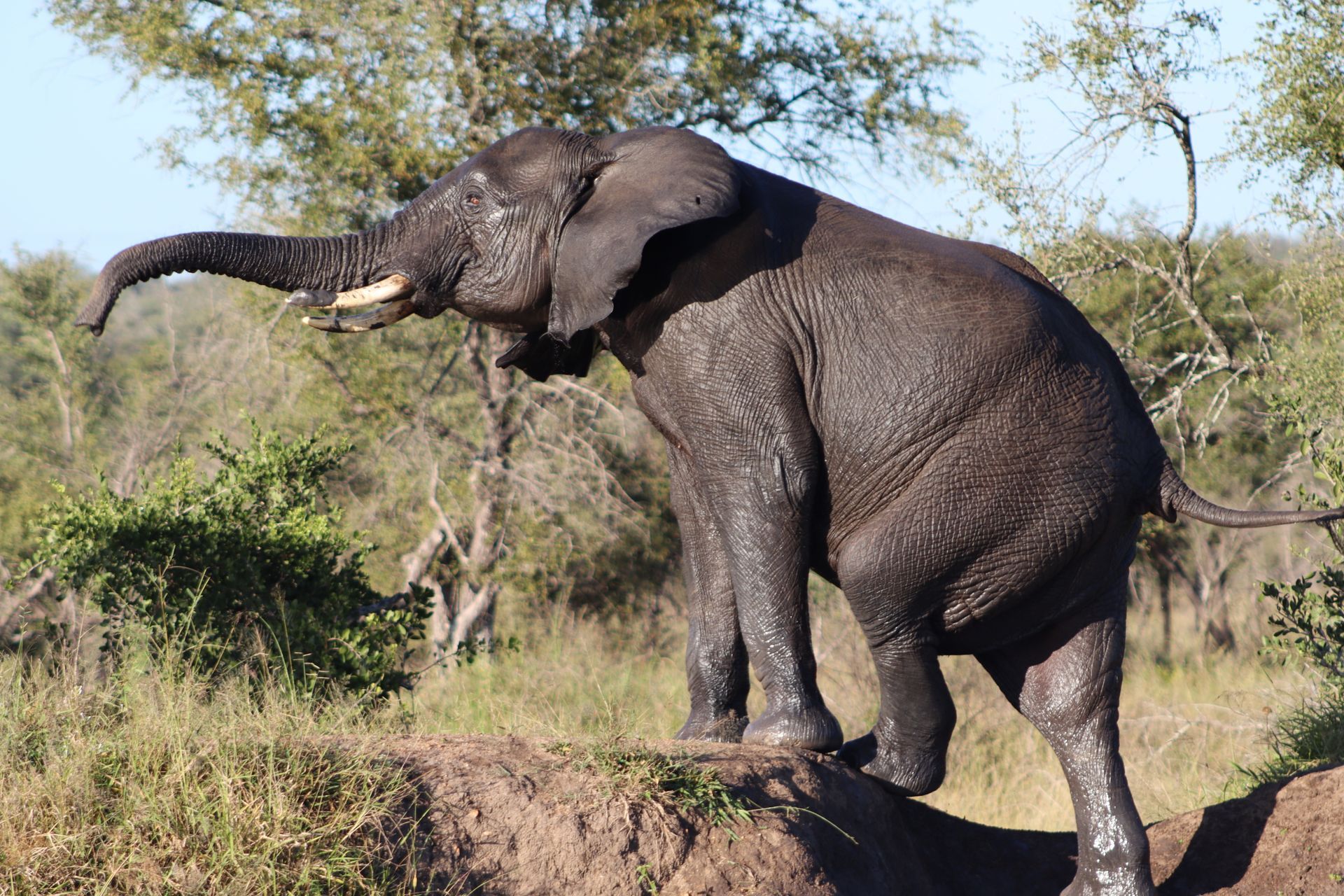 An African elephant stands on a grassy embankment, raising its trunk toward the sky with a tusk visible.