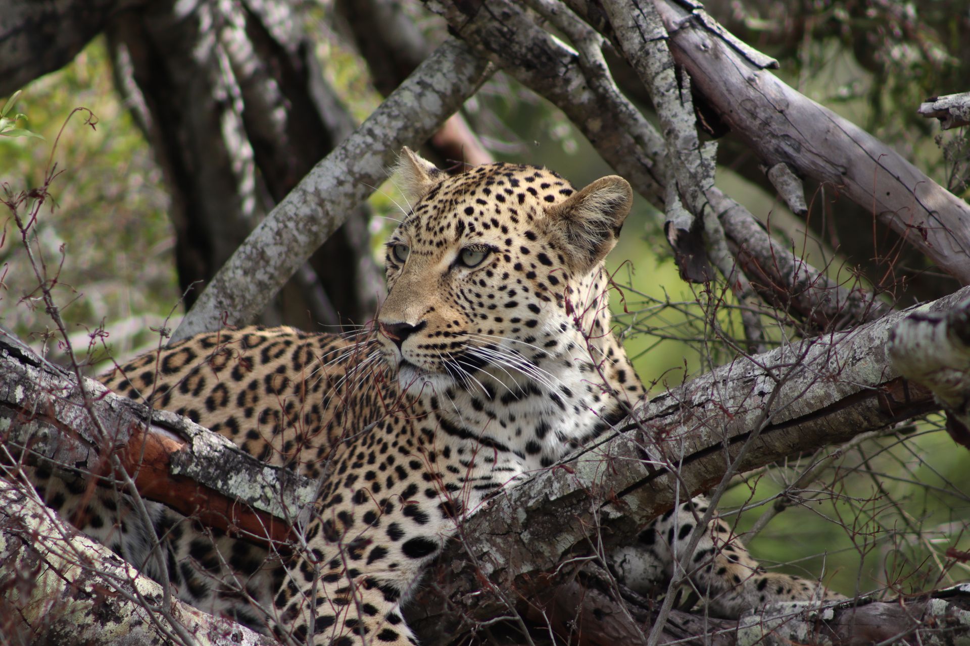 A leopard with a spotted coat rests among the tangled branches of a tree, looking toward the left.