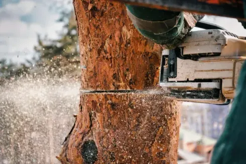 Tree Service El Monte Ca - A close-up of a chainsaw cutting through a tree trunk, with sawdust flying in the air against a blurred forest background.