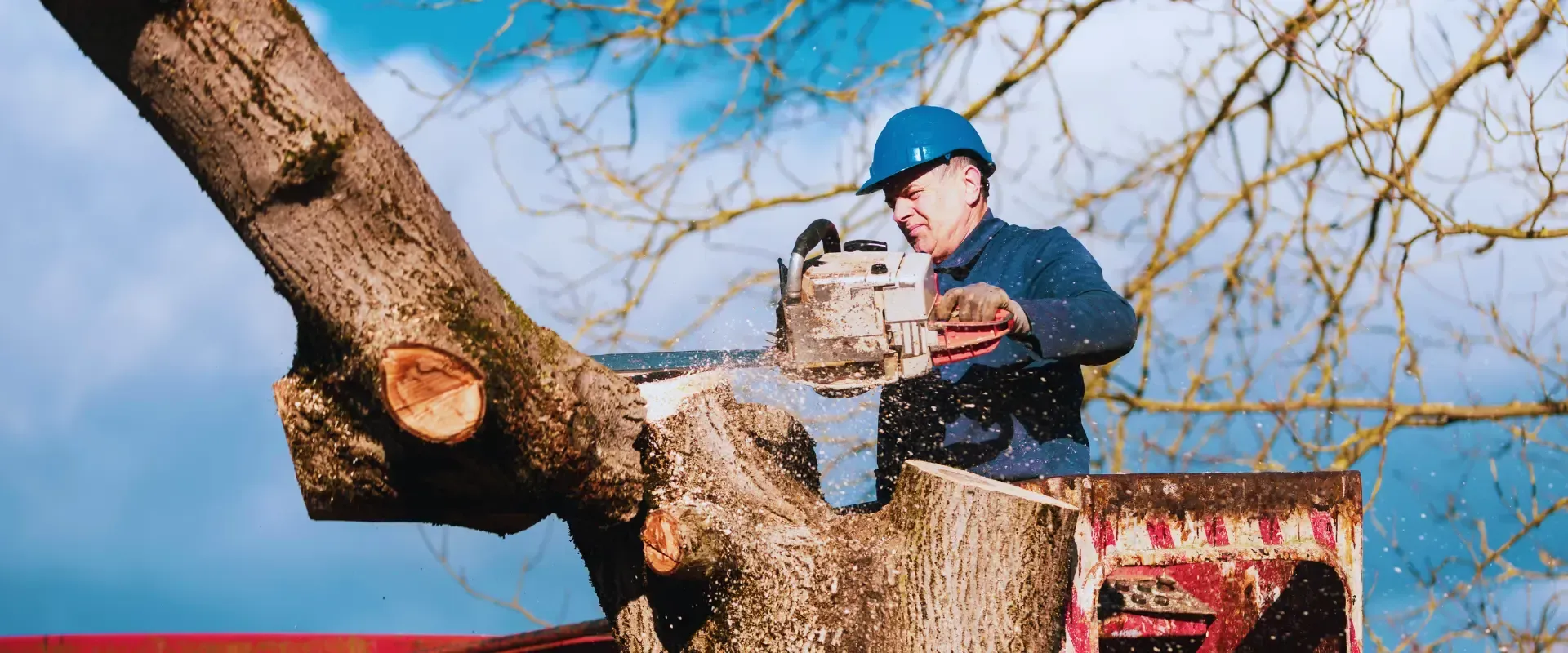 cutting tree using chainsaw