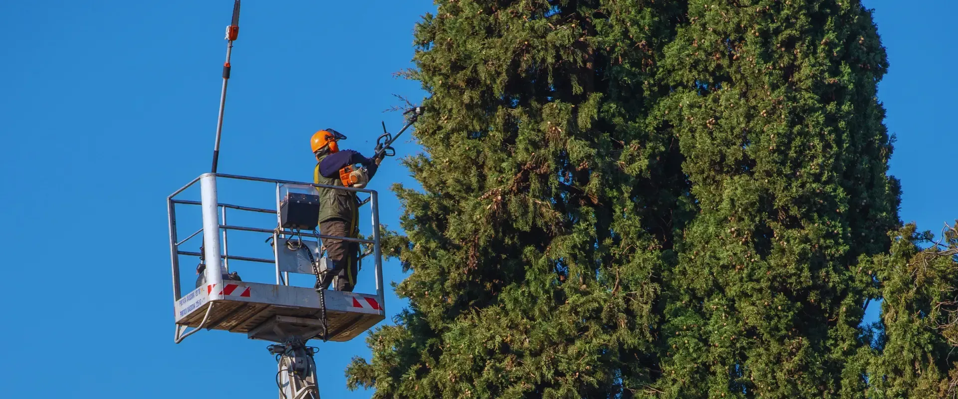tree pruning