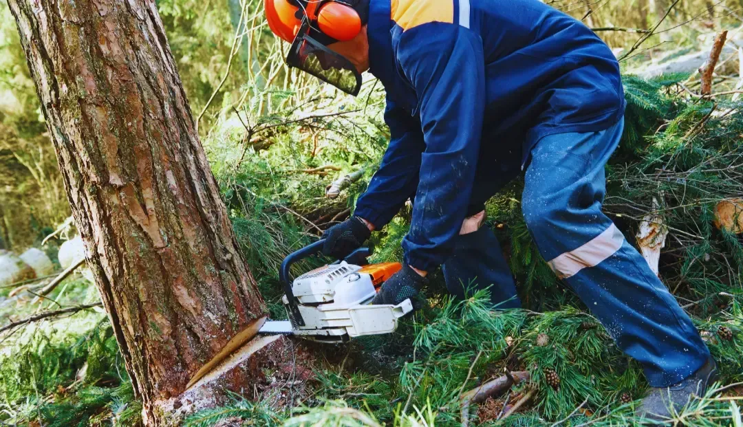 man cutting tree