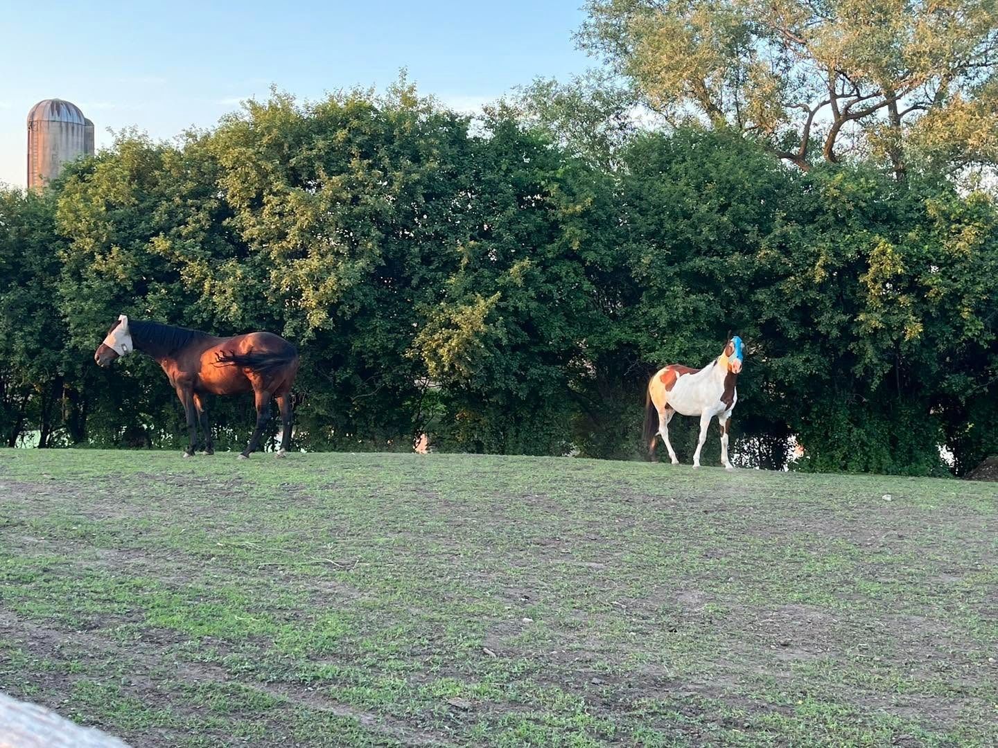 Two horses grazing in a grassy field beside dense bushes, with a barn in the distance