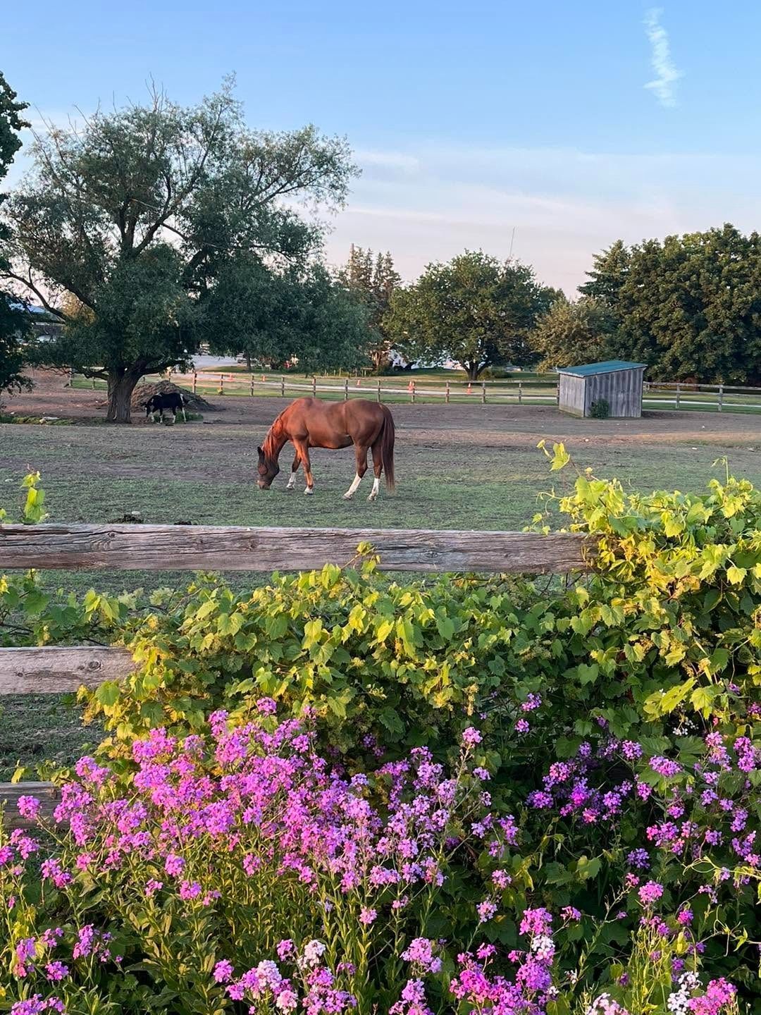 Brown horse grazing in a grassy field beside pink and yellow flowers at sunset