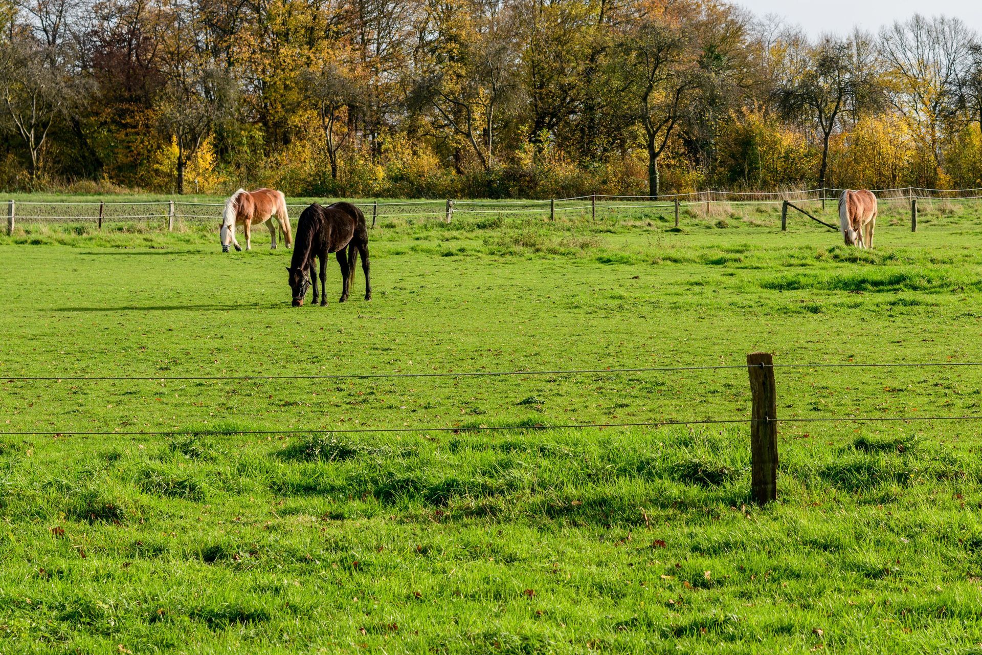 Three horses grazing in a green pasture with autumn trees in the background