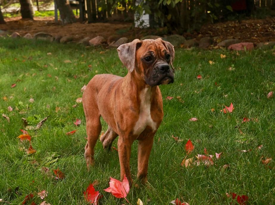 AKC Boxer Puppies in Indiana | BOXER BLESSINGS