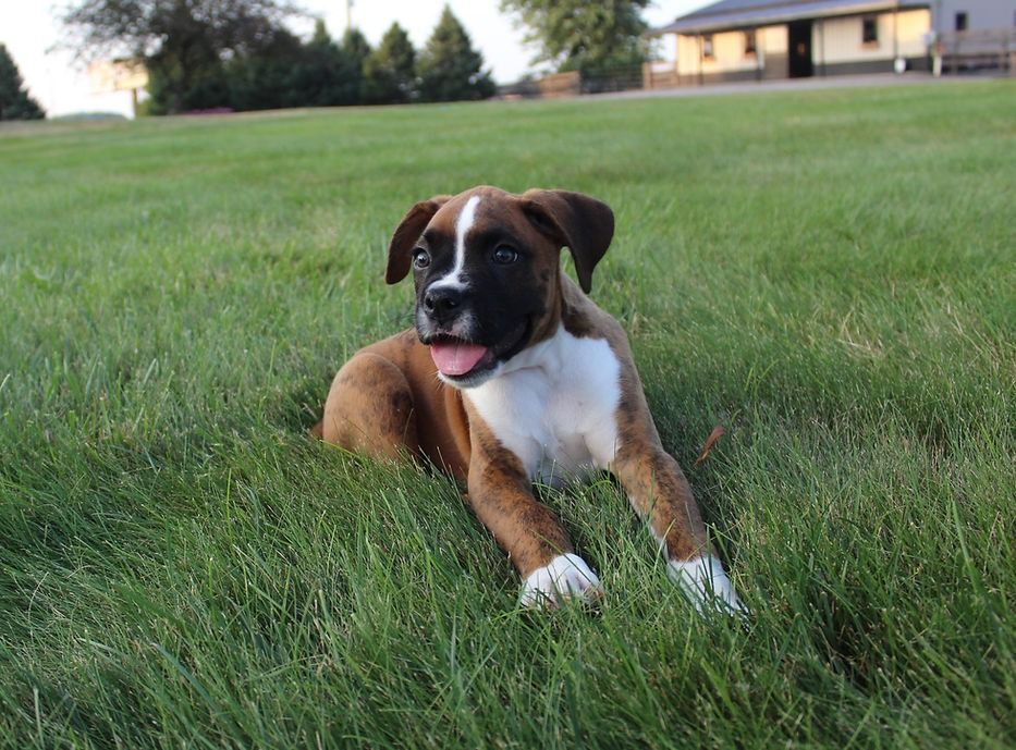 AKC Boxer Puppies in Indiana | BOXER BLESSINGS