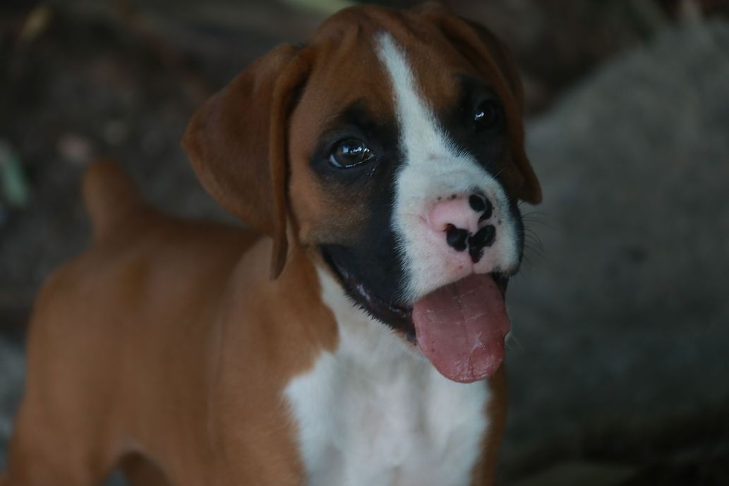 AKC Boxer Puppies in Indiana | BOXER BLESSINGS
