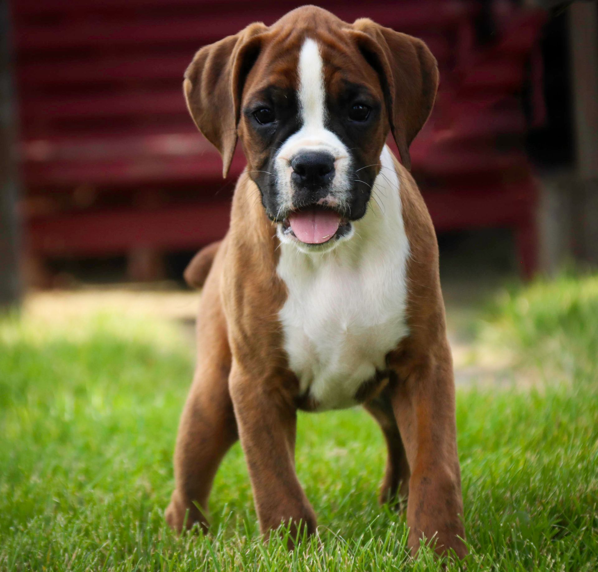 AKC Boxer Puppy Adoption And Breeding Services In Indiana