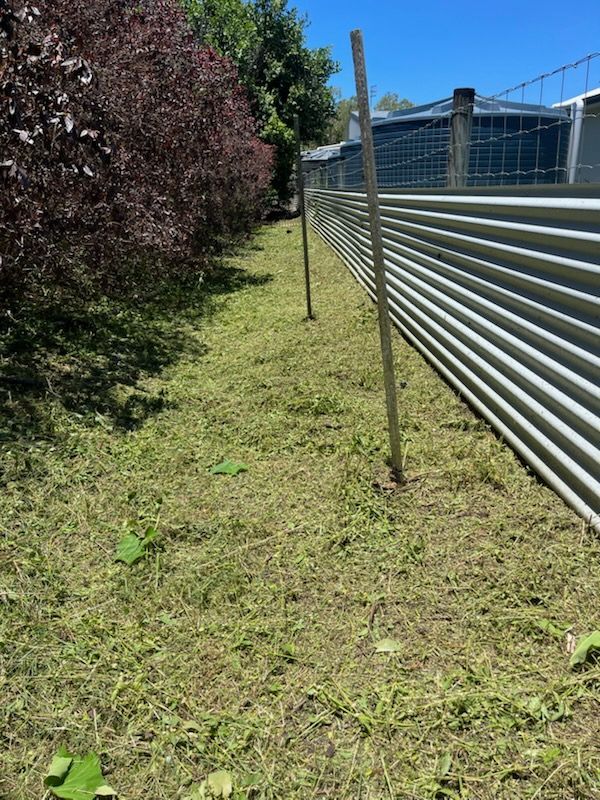 Narrow grassy strip beside a corrugated metal fence and a hedge in bright sunlight — Rolling With Netherpoel in Proserpine, QLD