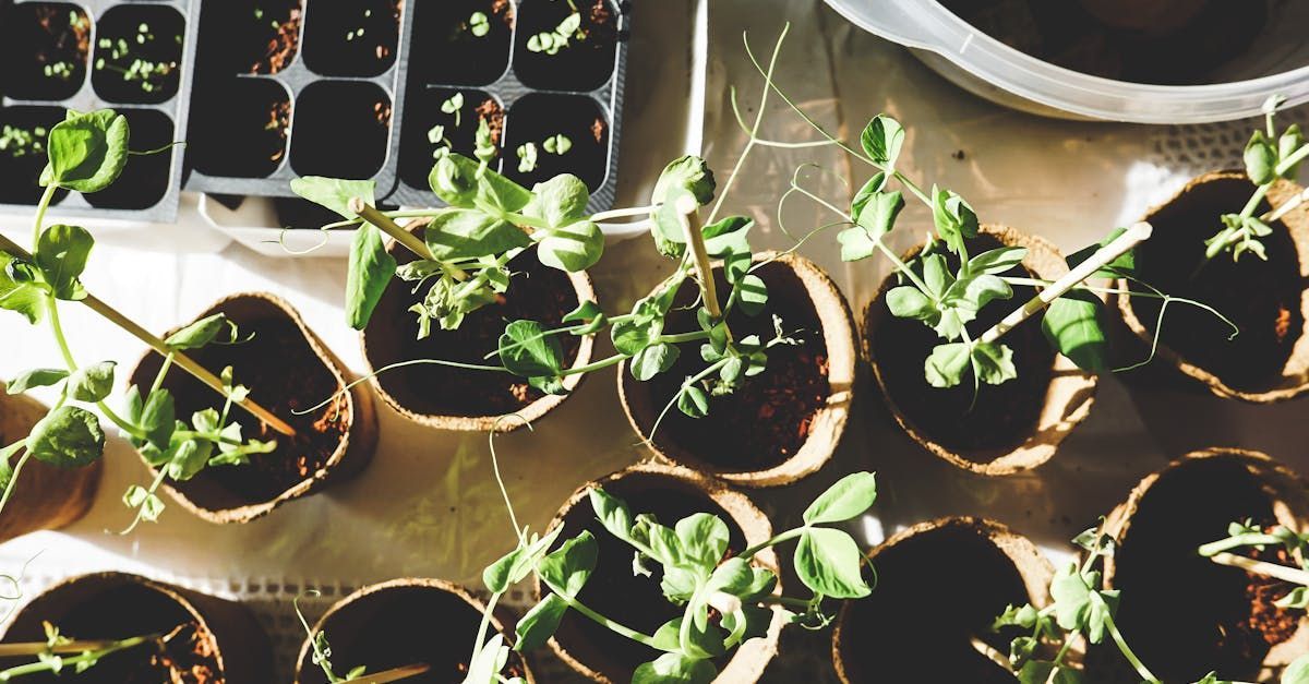 A bunch of potted plants are sitting on a table.