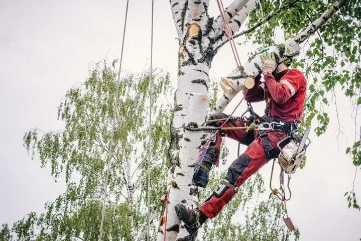 Arborist in red gear climbing a birch tree with ropes and safety harness, trimming branches