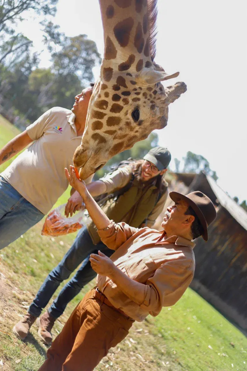 A man is feeding a giraffe from his hand.