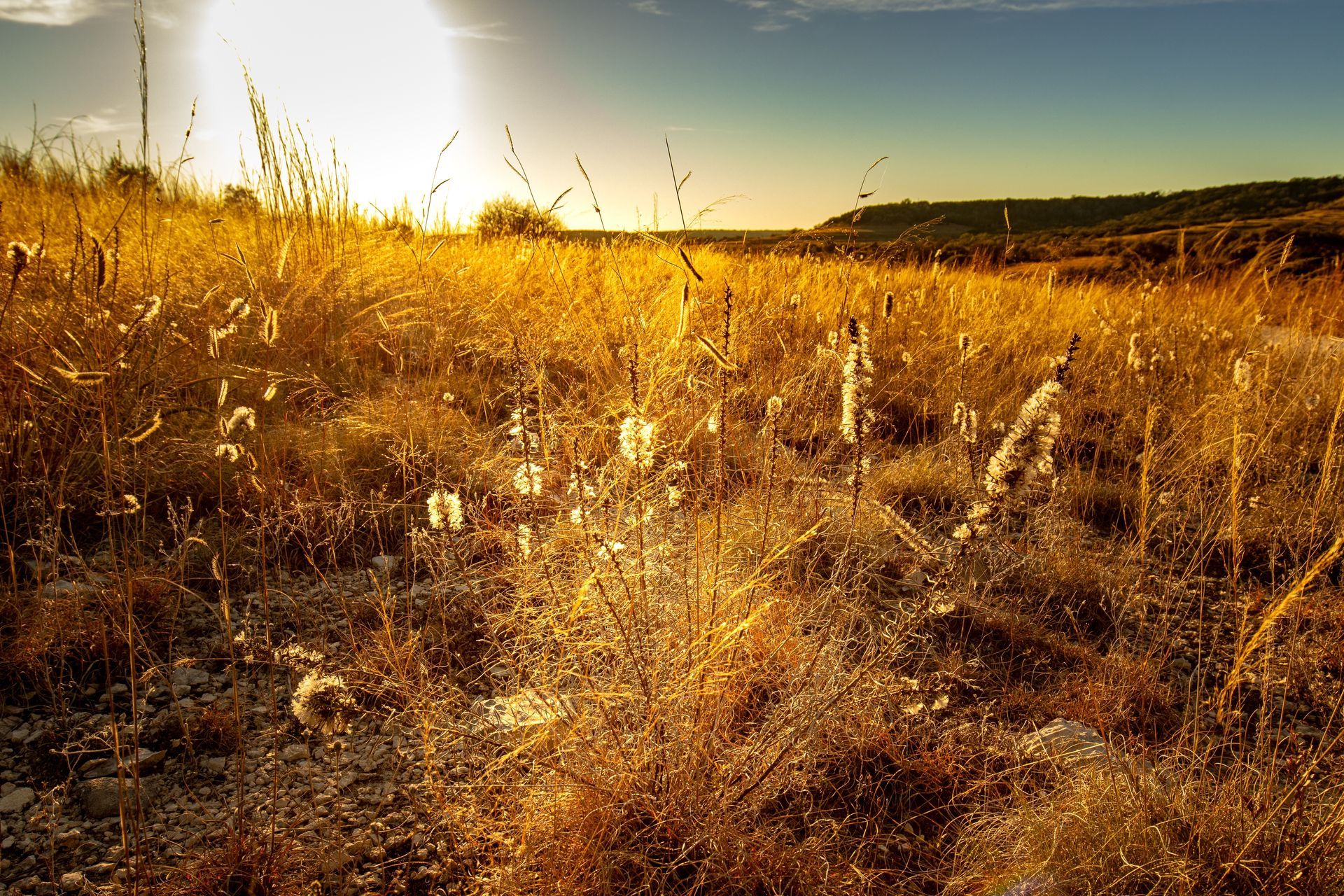 Golden dry grass field at sunset with warm light and a distant tree line