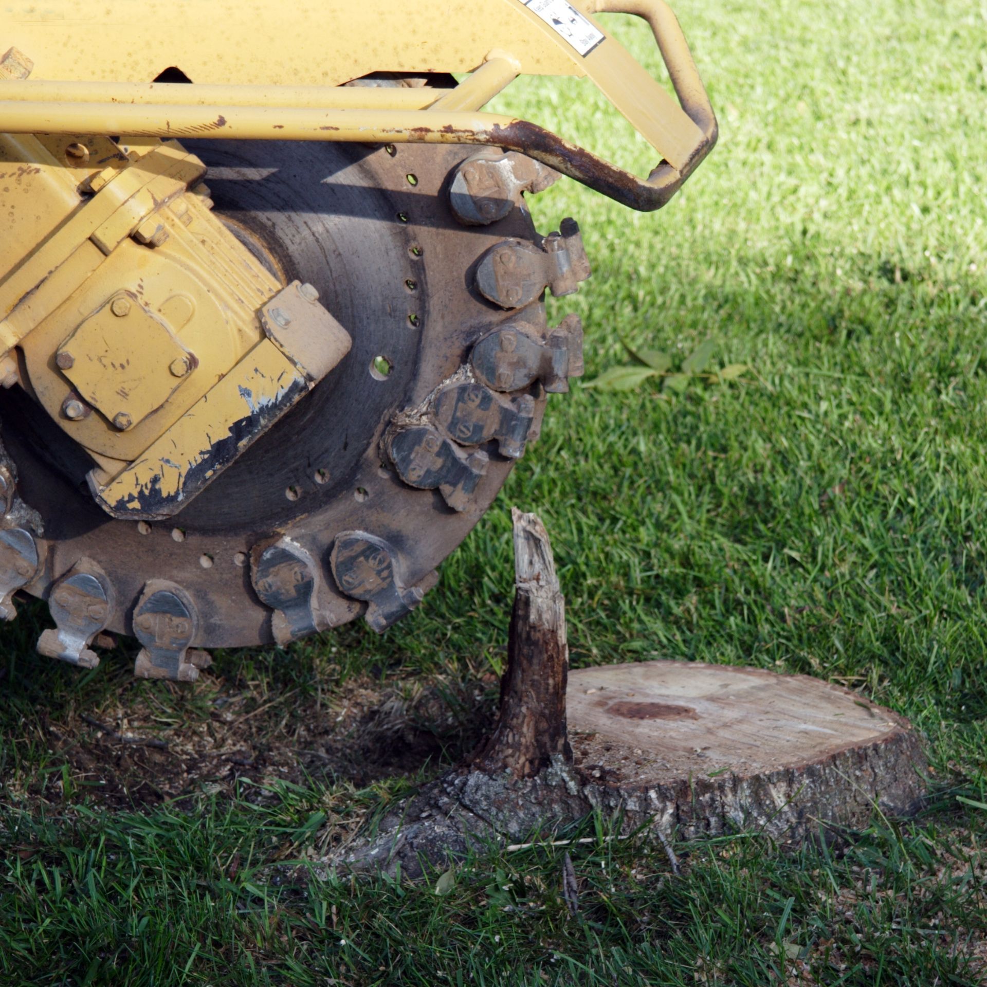 Tree Removal & Stump Grinding