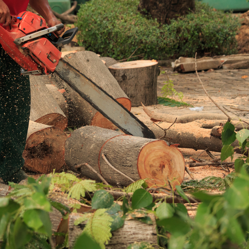 Chainsaw cutting a fallen log in a wooded yard, with fresh wood chips and chopped branches nearby