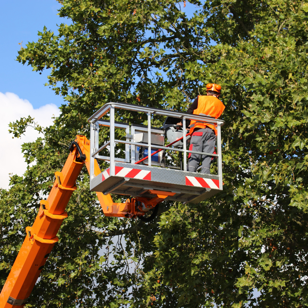 Worker in orange safety gear in a bucket lift trimming a tree beside a leafy canopy