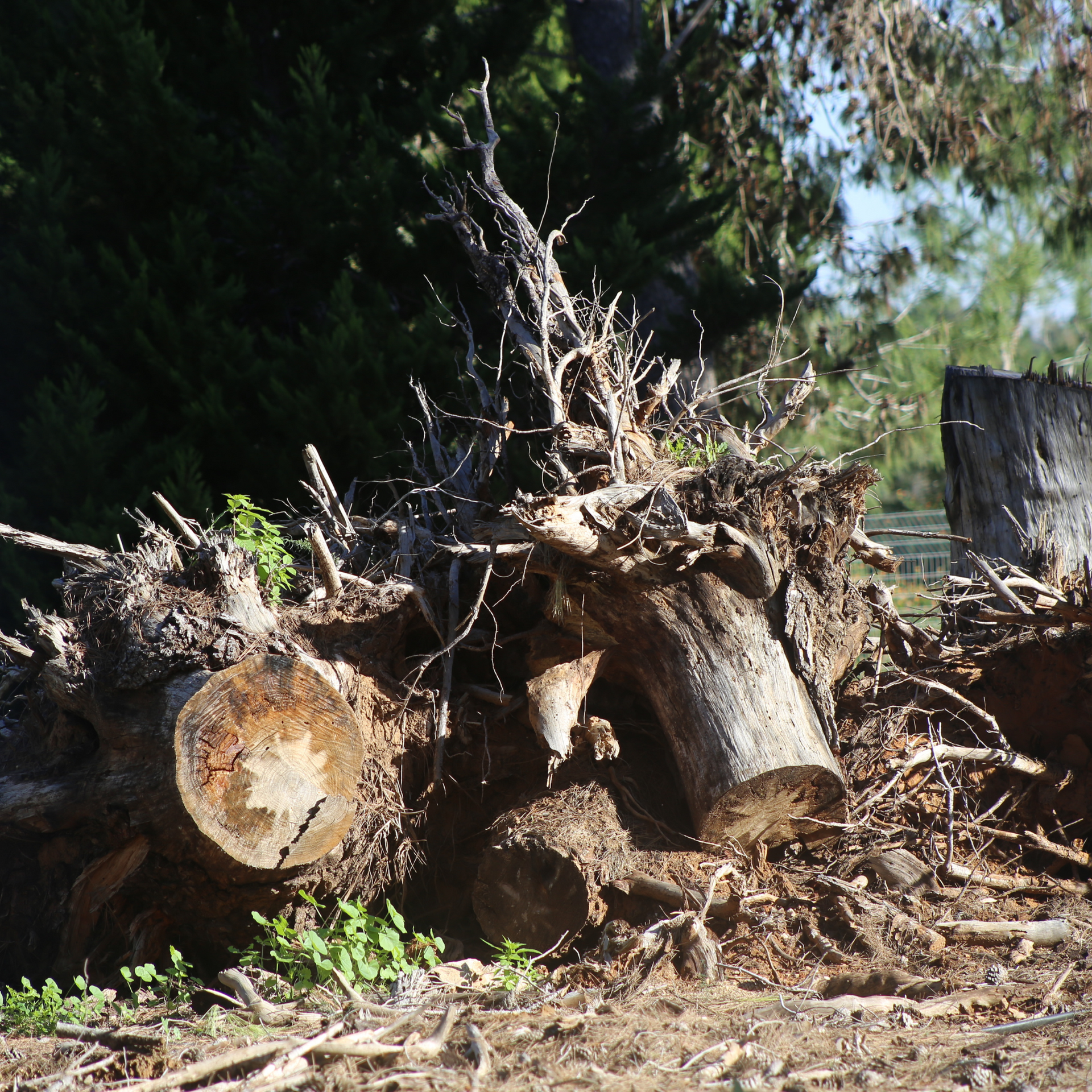 Tree Removal